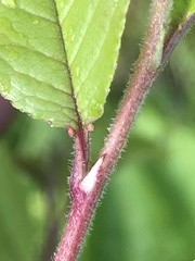 Prunus × pugetensis