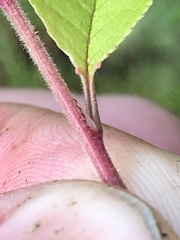 Prunus × pugetensis