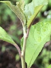 Prunus × pugetensis