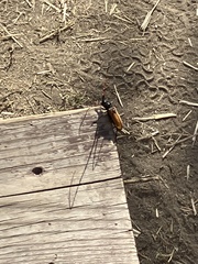 Tragidion gracilipes