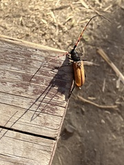 Tragidion gracilipes