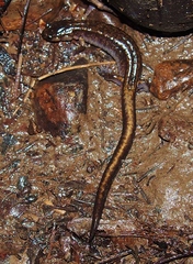 Plethodon dunni