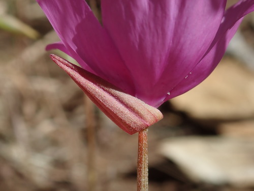 Image of Clarkia lewisii by (c) Henrik Kibak, some rights reserved (CC BY)