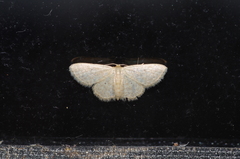 Idaea neovalida