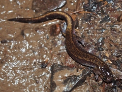Plethodon dunni