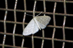 Idaea neovalida