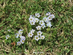 Gentiana squarrosa