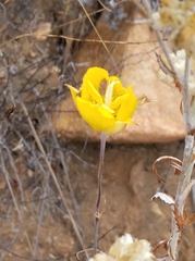 Calochortus weedii