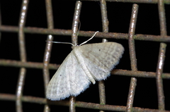 Idaea neovalida
