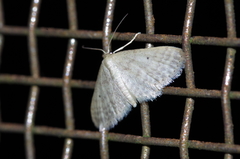 Idaea neovalida