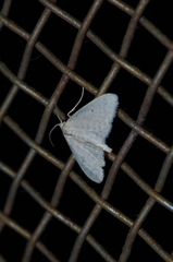 Idaea neovalida