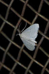 Idaea neovalida