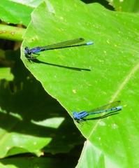 Argia ulmeca