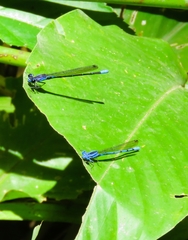Argia ulmeca
