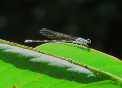 Argia adamsi