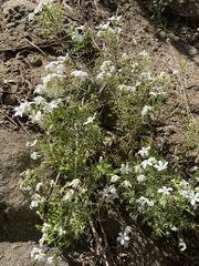 Leptosiphon floribundus
