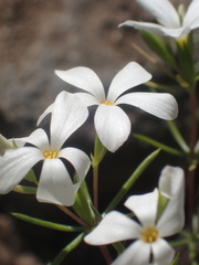 Leptosiphon floribundus