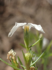 Leptosiphon floribundus