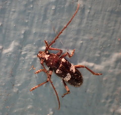 Enaphalodes taeniatus