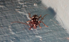Enaphalodes taeniatus