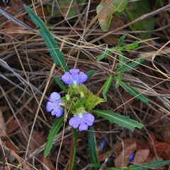Blepharis subvolubilis