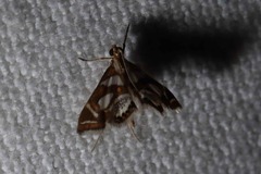 Chrysendeton medicinalis