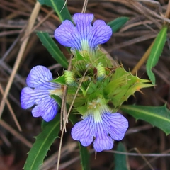 Blepharis subvolubilis