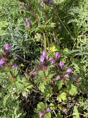 Lamium amplexicaule orientale