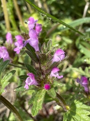 Lamium amplexicaule orientale