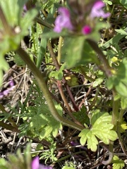 Lamium amplexicaule orientale