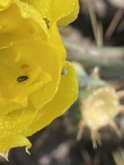 Acmaeodera neoneglecta