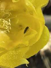 Acmaeodera neoneglecta