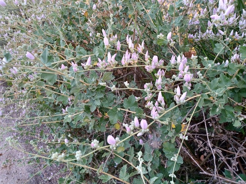iNaturalist observation photo of southern coastal bushmallow