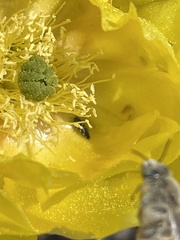 Acmaeodera neoneglecta