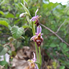 Ophrys delphinensis