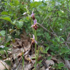 Ophrys delphinensis