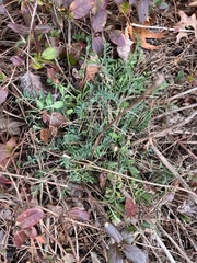 Astragalus lotiflorus