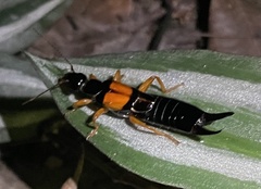 Carcinophora americana