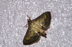 Cnaphalocrocis stereogona