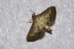 Cnaphalocrocis stereogona