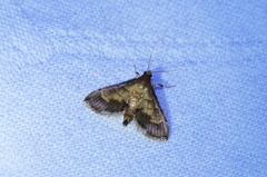 Cnaphalocrocis stereogona