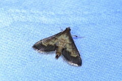 Cnaphalocrocis stereogona