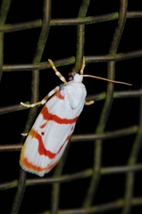 Cyana unipunctata