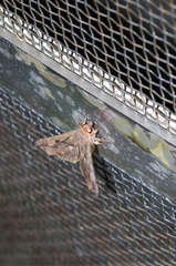 Oraesia emarginata