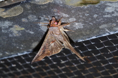Oraesia emarginata