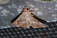 Oraesia emarginata