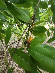 Ochna integerrima