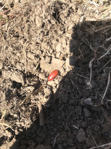 iNaturalist observation photo of Beetles