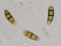 Hysterium angustatum