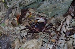 Geothelphusa tenuimanus